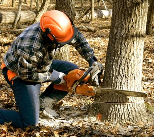 Tree Removal in Warm Springs, AR
